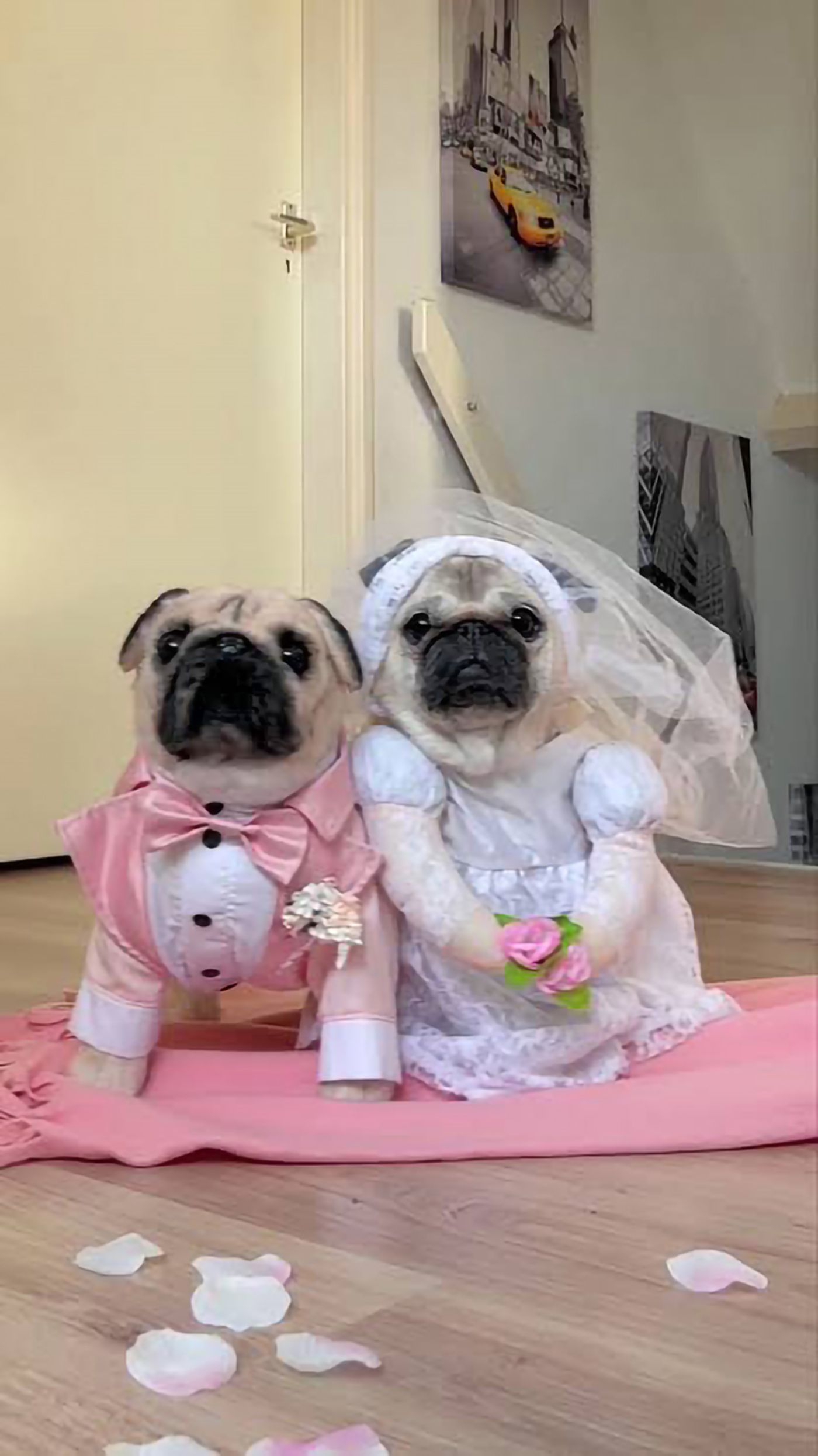Zwei Möpse in eleganten Hochzeitsoutfits, umgeben von Blütenblättern auf einem Holzboden