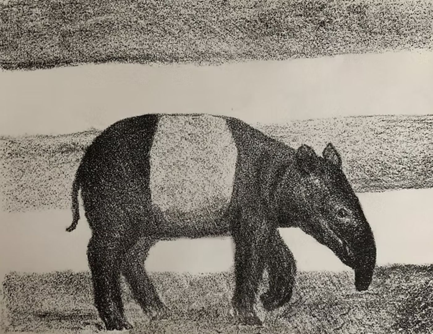 Ein Tapir in einem schwarz-weissen Punktbild vor einfachem, horizontalem Hintergrund
