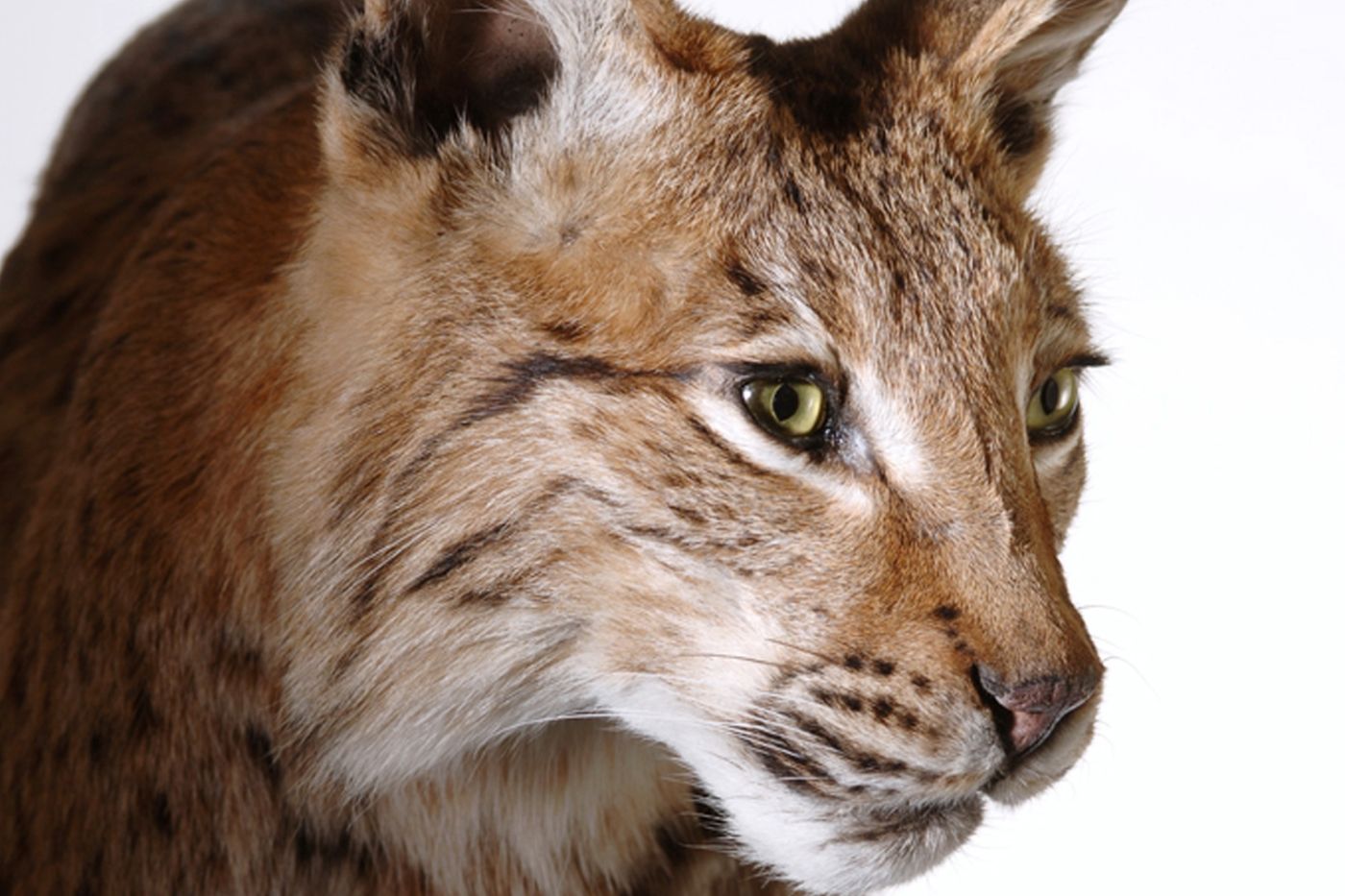 Ein Luchs zeigt sein dichtes Fell und seine eindringlichen Augen vor einem schlichten Hintergrund.
