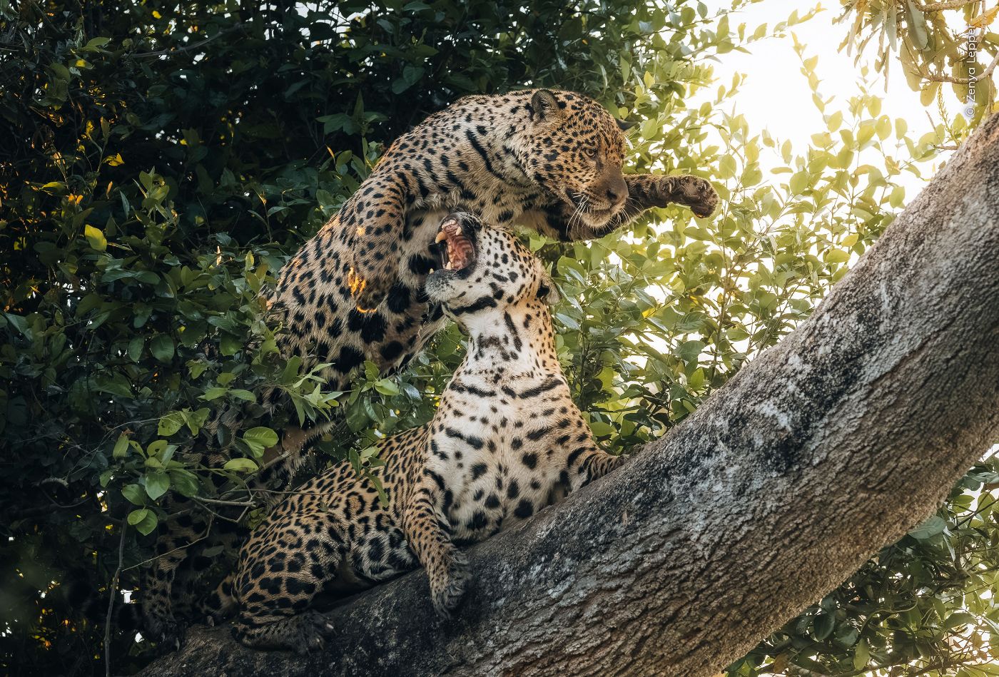 © Zenya Lepper, Wildlife Photographer of the Year