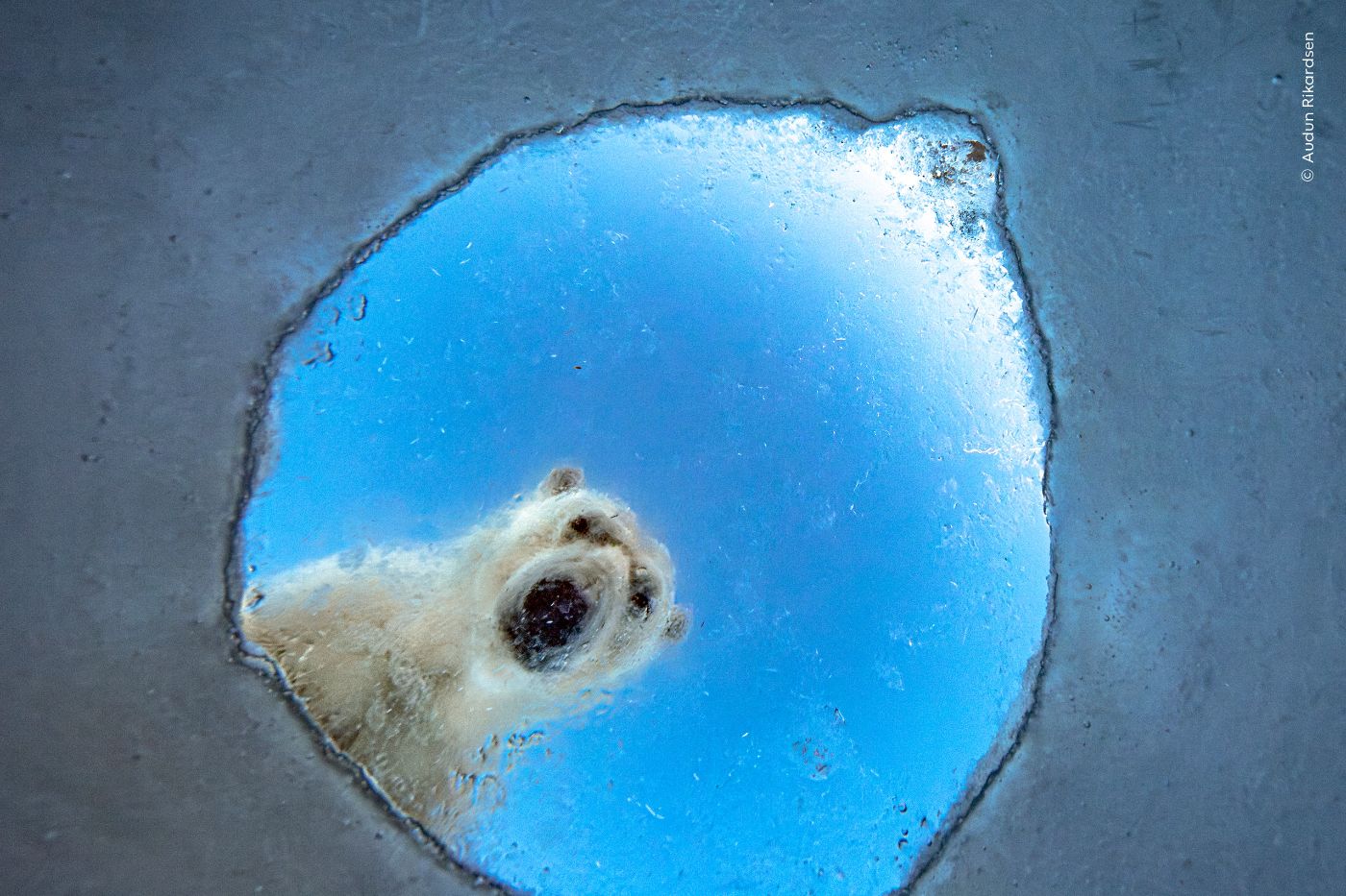 © Audun Rikardsen, Wildlife Photographer of the Year