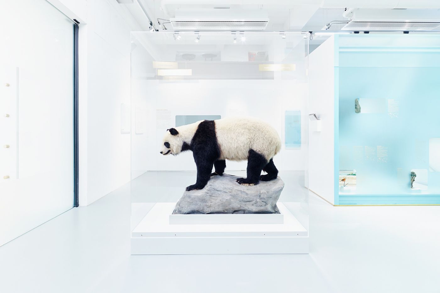 A taxidermy panda stands on a rock in a brightly lit and modern exhibition space