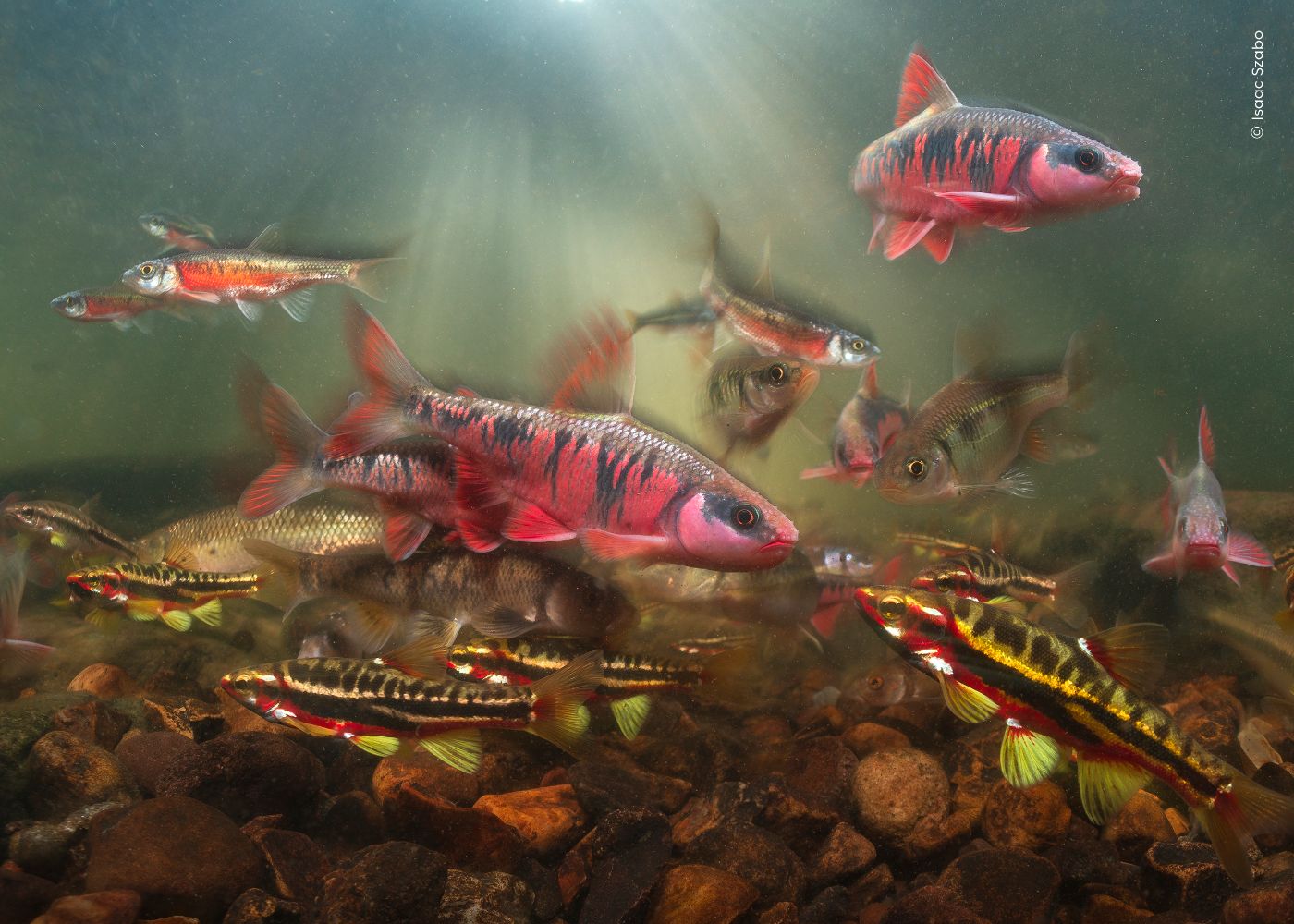 Isaac Szabo, Wildlife Photographer of the Year