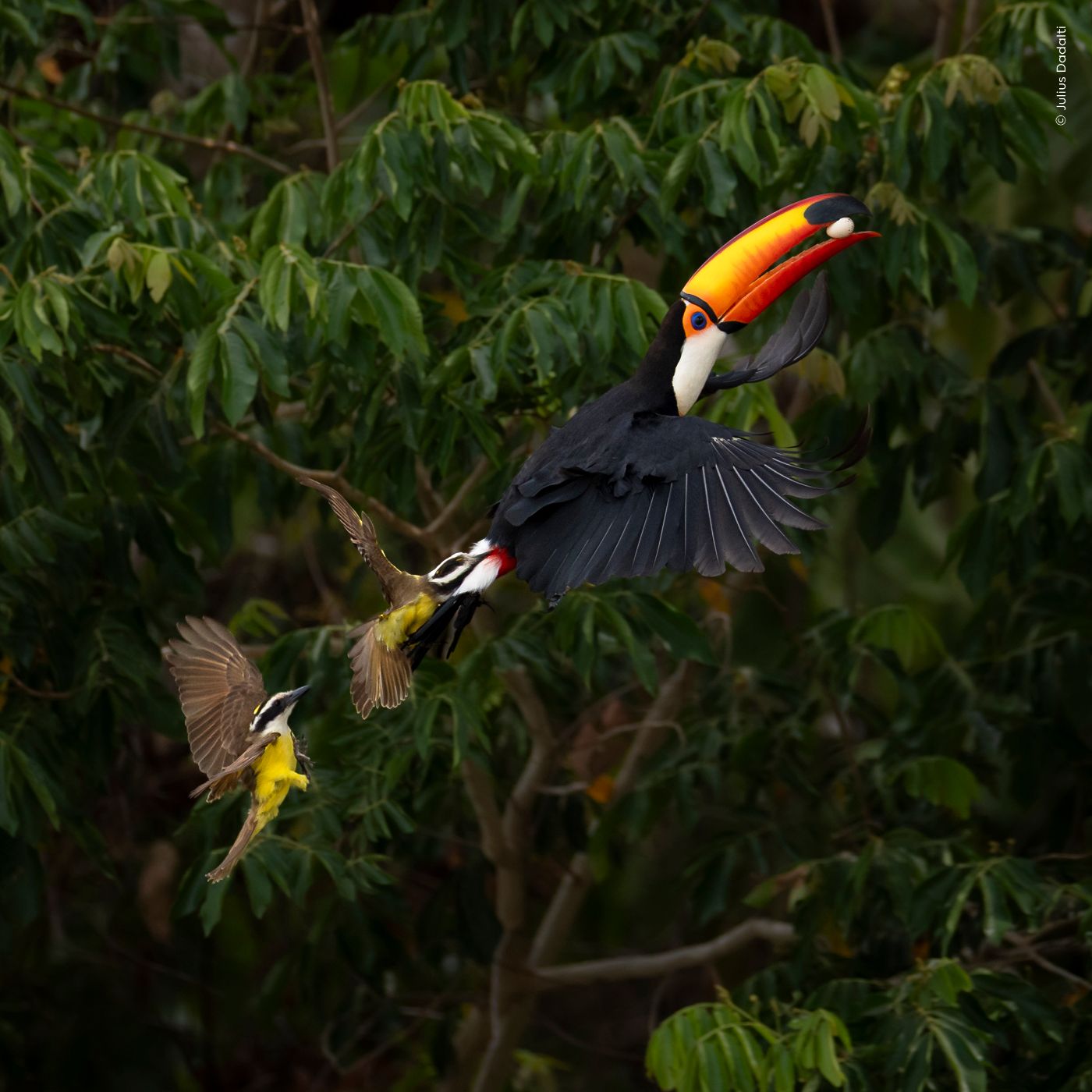 Zwei Vögel mit leuchtenden Farben fliegen lebhaft in einem dichten grünen Wald