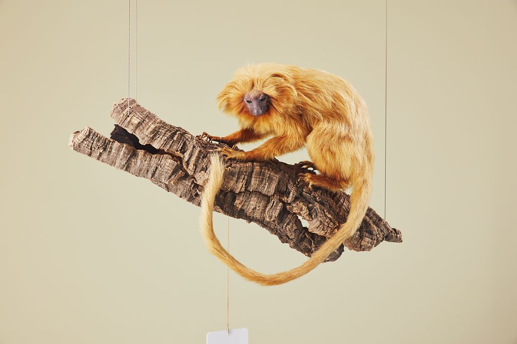 A golden lion tamarin sits on a tree branch against a plain background