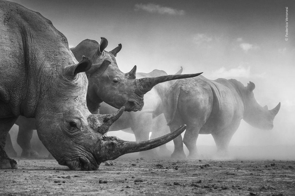 Klaus Nigge, Wildlife Photographer of the Year 2017