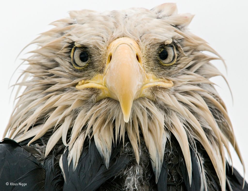 Klaus Nigge, Wildlife Photographer of the Year 2017