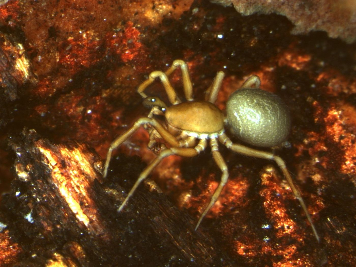 Caracladus_zamoniensis_Holger Frick