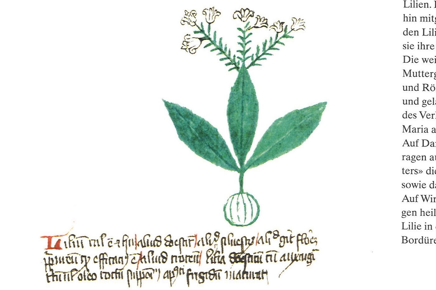 Auf dem Bild sieht man eine mittelalterliche Illustration einer Pflanze mit weissen Blüten.
