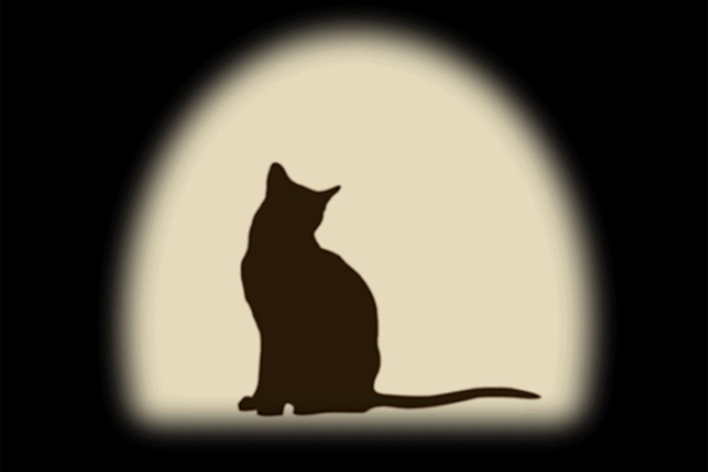 Eine schwarze Katze sitzt im Profil vor einem warmen, beige beleuchteten Hintergrund