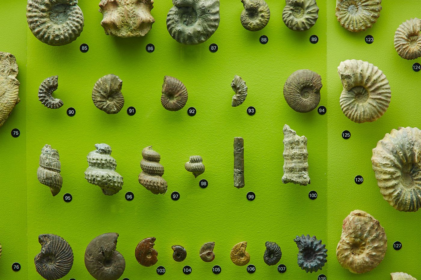 Fossilien von Ammoniten und anderen Meerestieren schmücken eine leuchtend grüne Wand.
