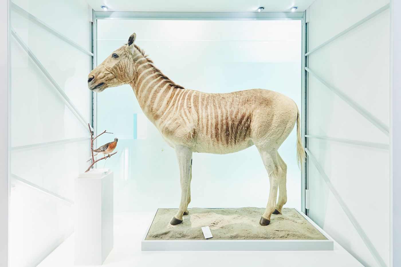 Ein präpariertes Quagga steht stolz in einer Ausstellungsbox, daneben ein ausgestopfter Vogel.