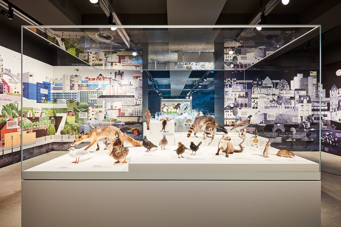 Ein beleuchtetes Diorama zeigt ausgestopfte Tiere wie Füchse und Vögel vor städtischer Kulisse.