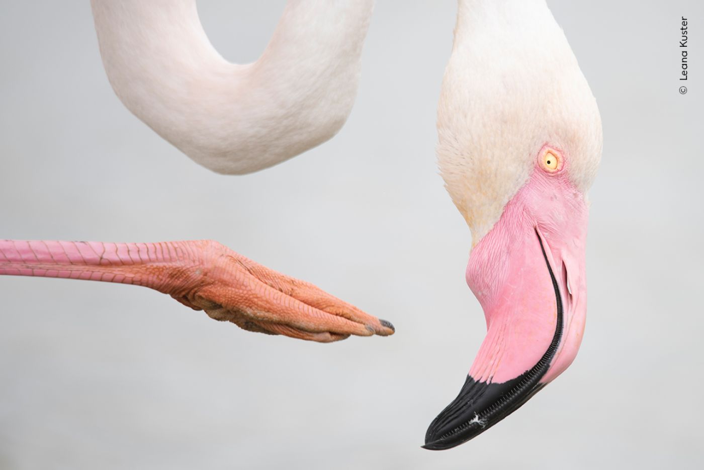 Ein Flamingo kratzt sich mit dem Fuss am Kopf. Der Bildausschnitt ist so gewählt, dass nur der Kopf, der Halsbogen sowie der Fuss sichtbar sind. Ein kunstvoller Blick auf die Szenerie.