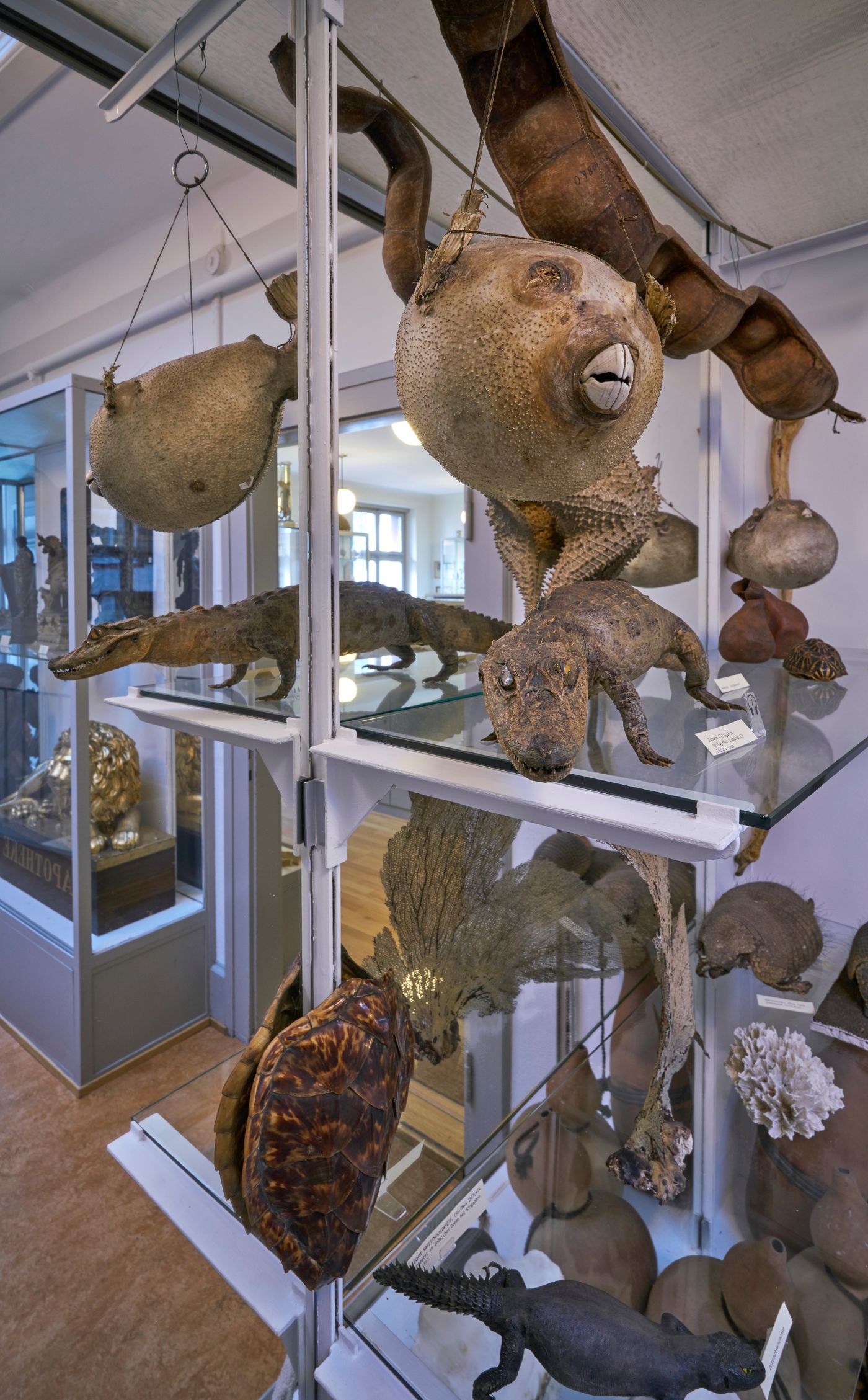 Kugelfisch, Krokodil, Schildkröte. präpariert