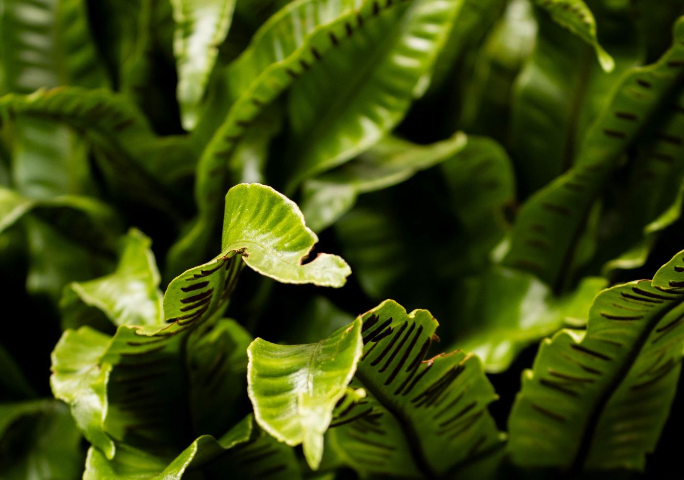 Grüne Farnblätter mit welligen Rändern und dunklen Streifen im Nahaufnahmen-Modus.