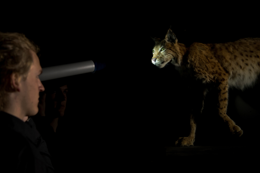 Ein ausgestopfter Luchs wird von einem Besucher mit einer Taschenlampe im Dunkeln angestrahlt