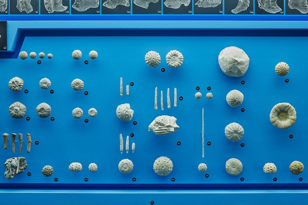 Kleine fossile Meeresbewohner, wie Seeigel und Ammoniten, sind auf einer blauen Tafel ausgestellt