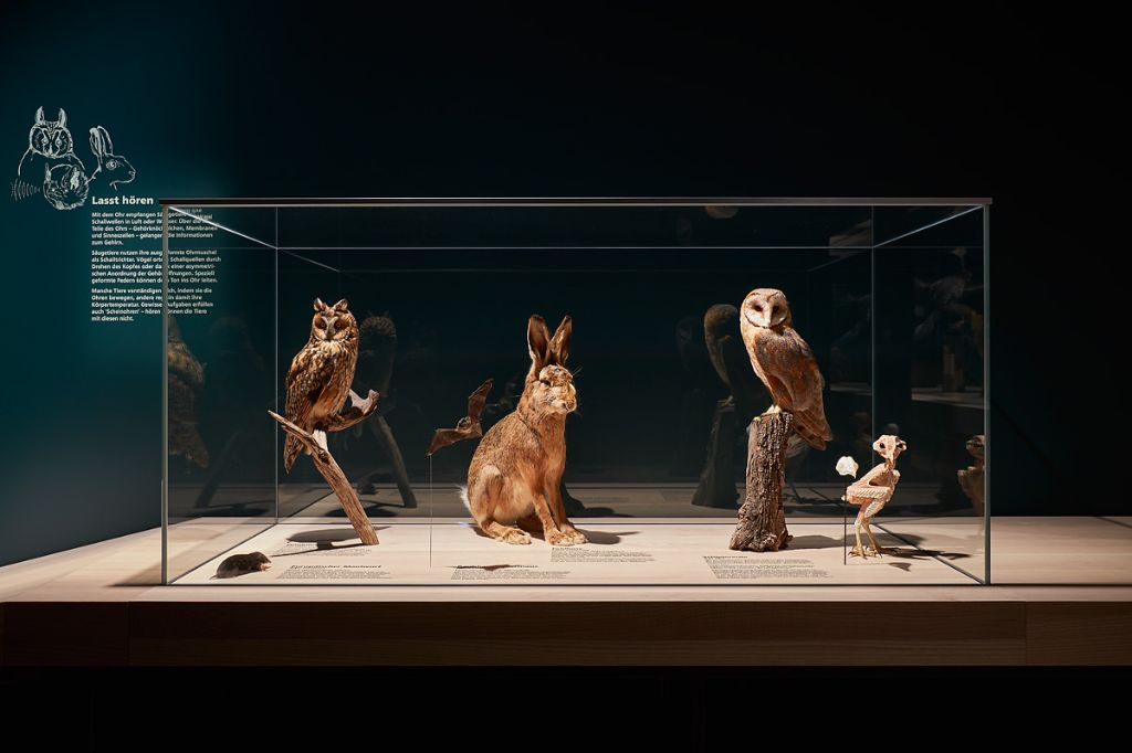 Ein ausgestopfter Hase sitzt zwischen zwei ausgestopften Eulen in einer gläsernen Vitrine.