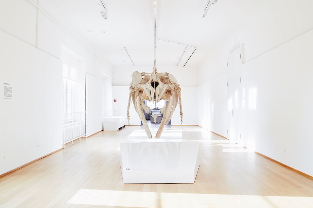 Ein Zwergwalskelett hängt eindrucksvoll von der Decke in einem hell erleuchteten Raum