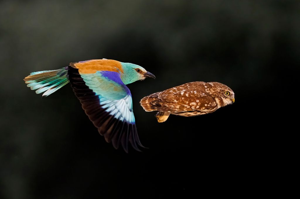 © Bence Máté, Wildlife Photographer of the Year